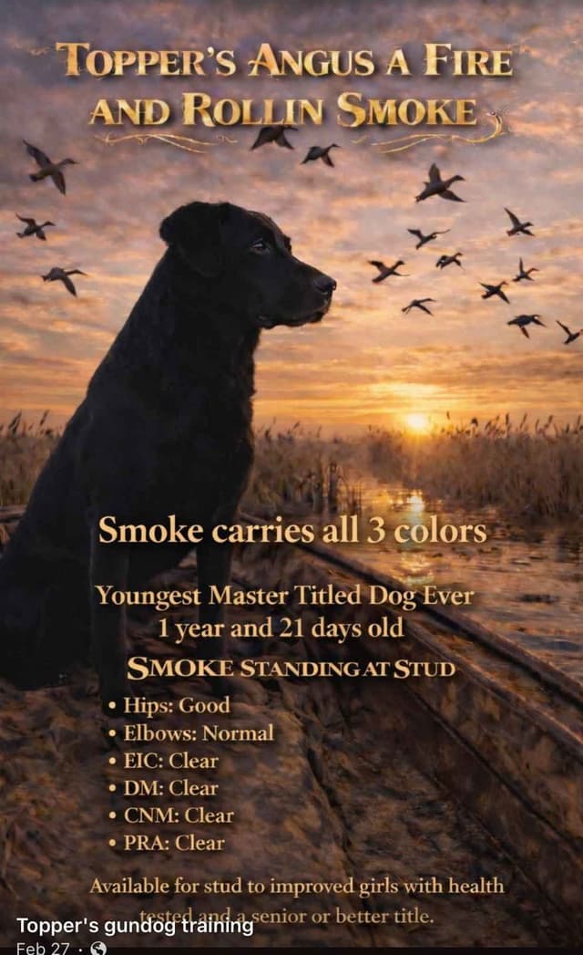 Labrador Retriever Puppies media 4