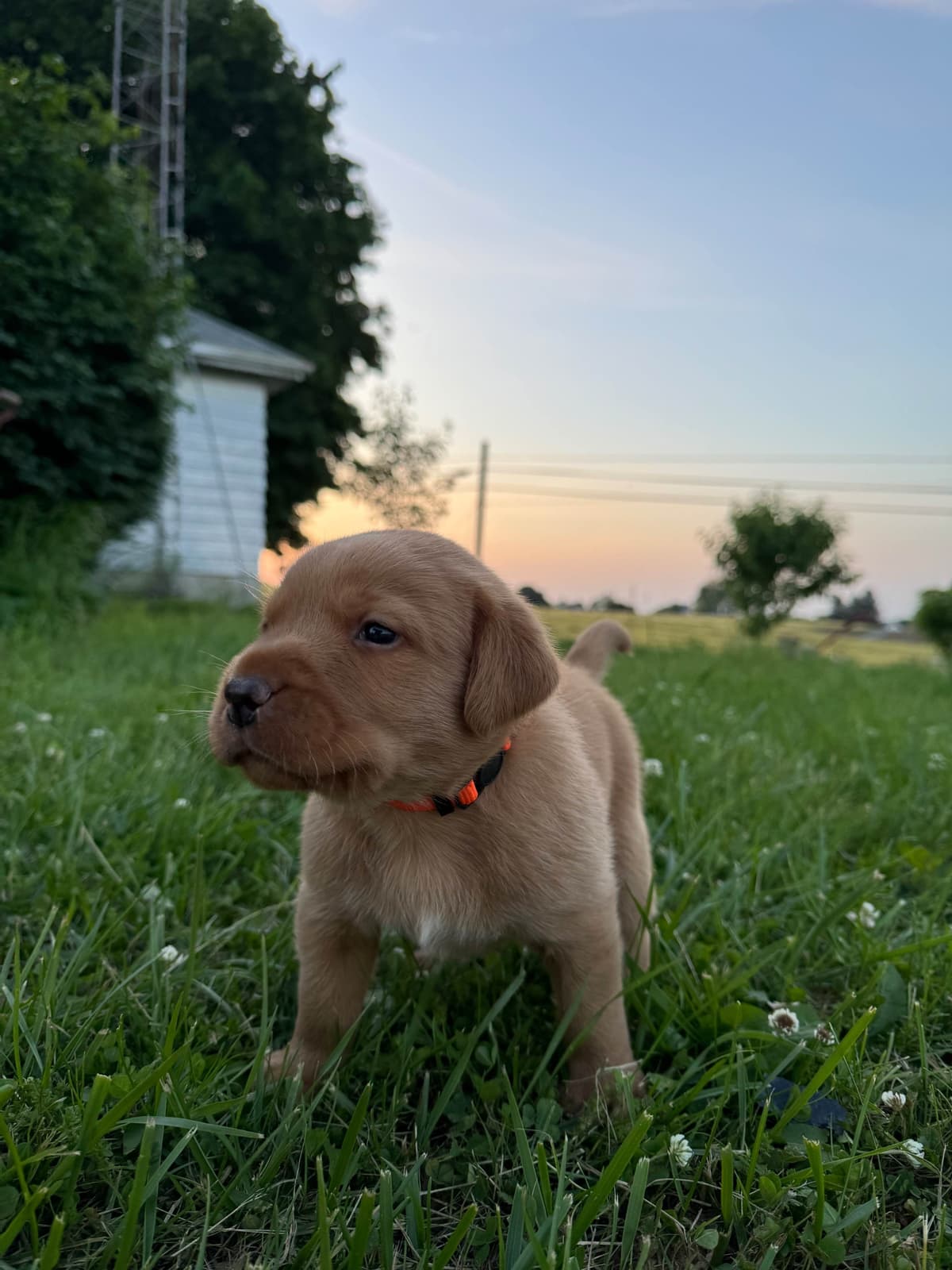 Barley Family Labradors breeder image 1