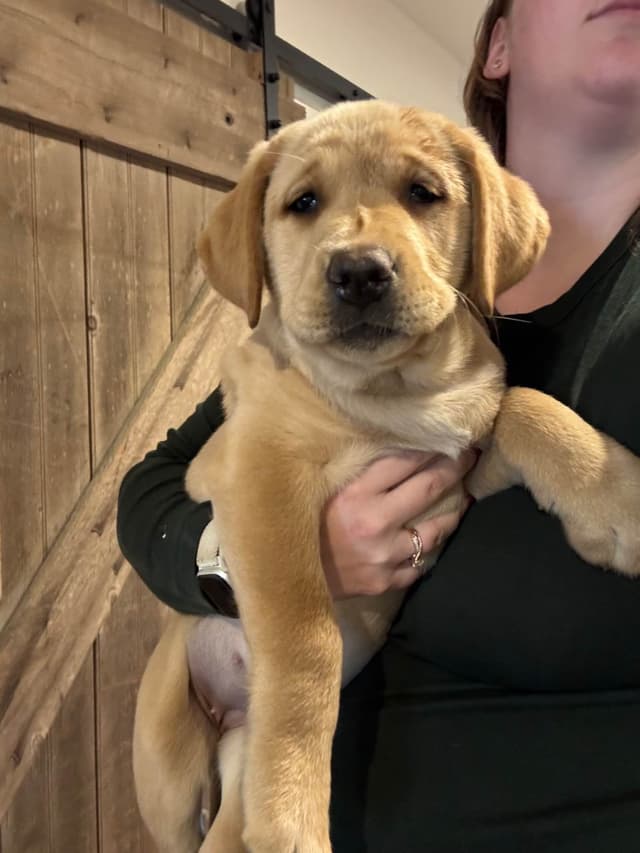 Barley Family Labradors media 2