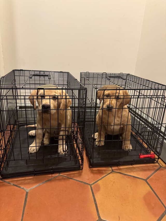 Barley Family Labradors media 3