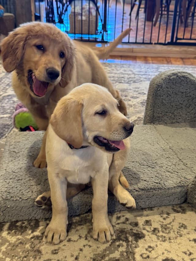 Barley Family Labradors media 4
