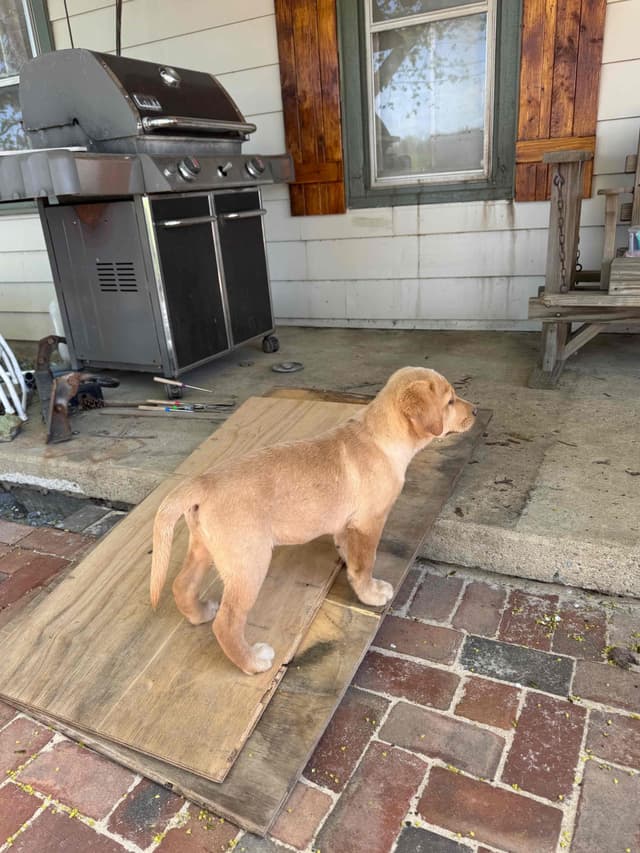 Barley Family Labradors media 5