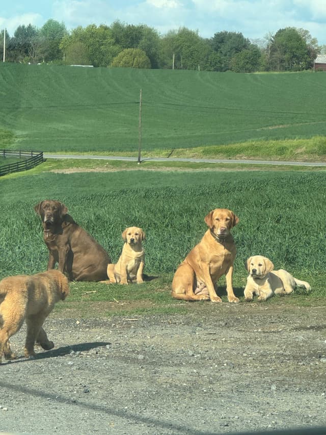Barley Family Labradors media 9