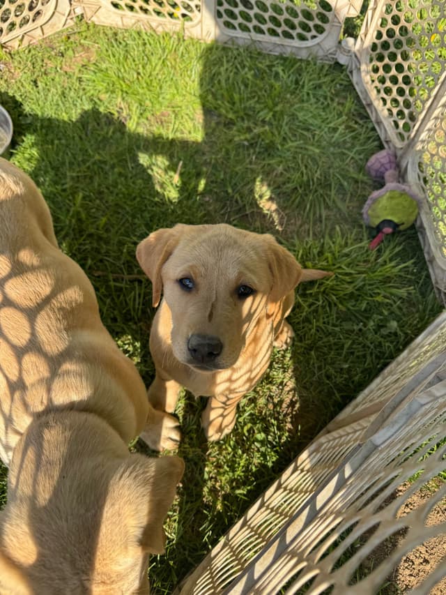 Barley Family Labradors media 8