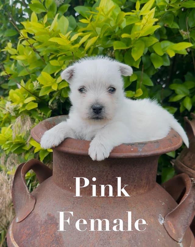 West Highland White Terrier Puppies media 2