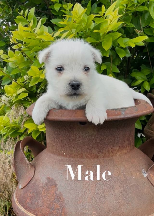 West Highland White Terrier Puppies media 4