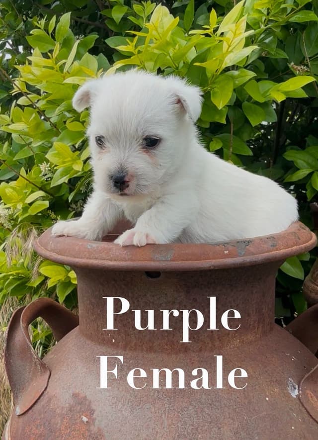 West Highland White Terrier Puppies media 3