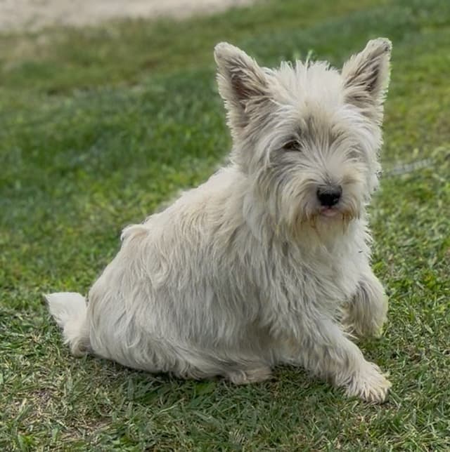 West Highland White Terrier Puppies media 6