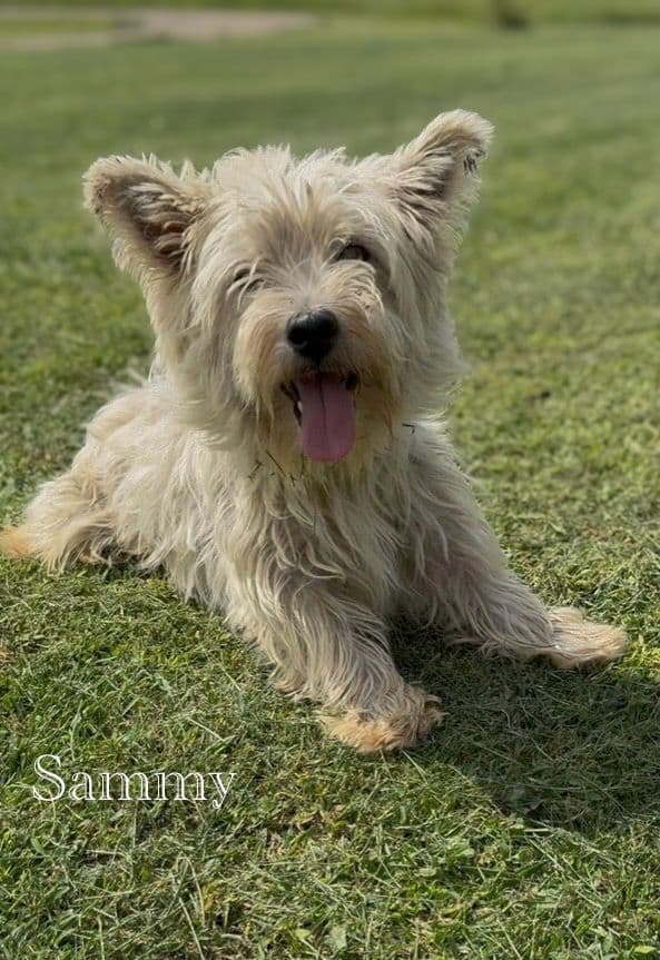 West Highland White Terrier Puppies media 5