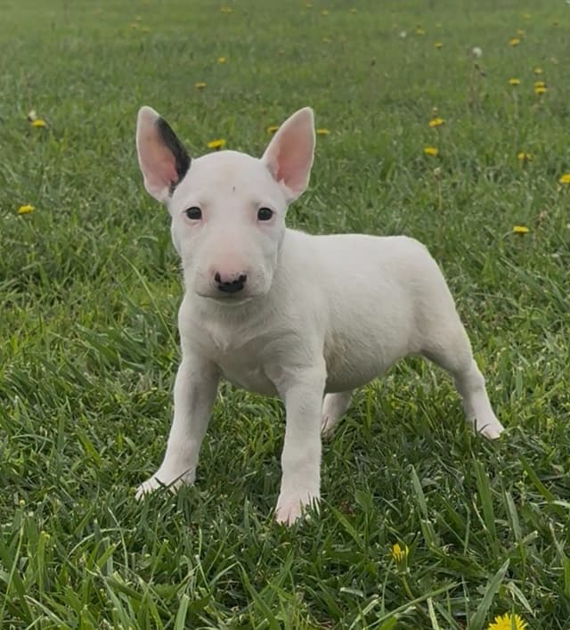 Bull Terrier Puppies media 3