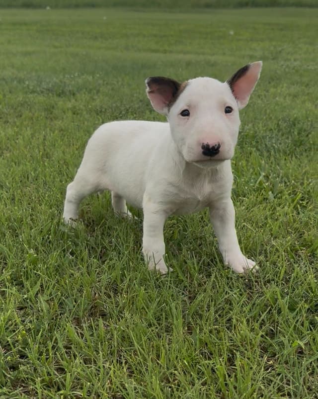 Bull Terrier Puppies media 4