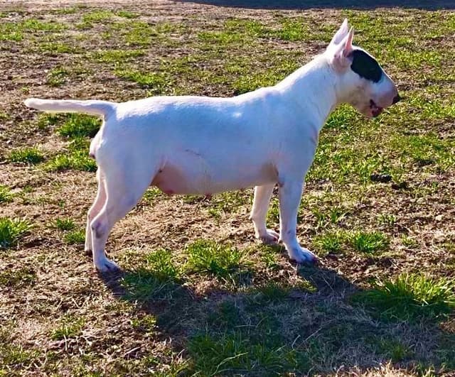 Bull Terrier Puppies media 5