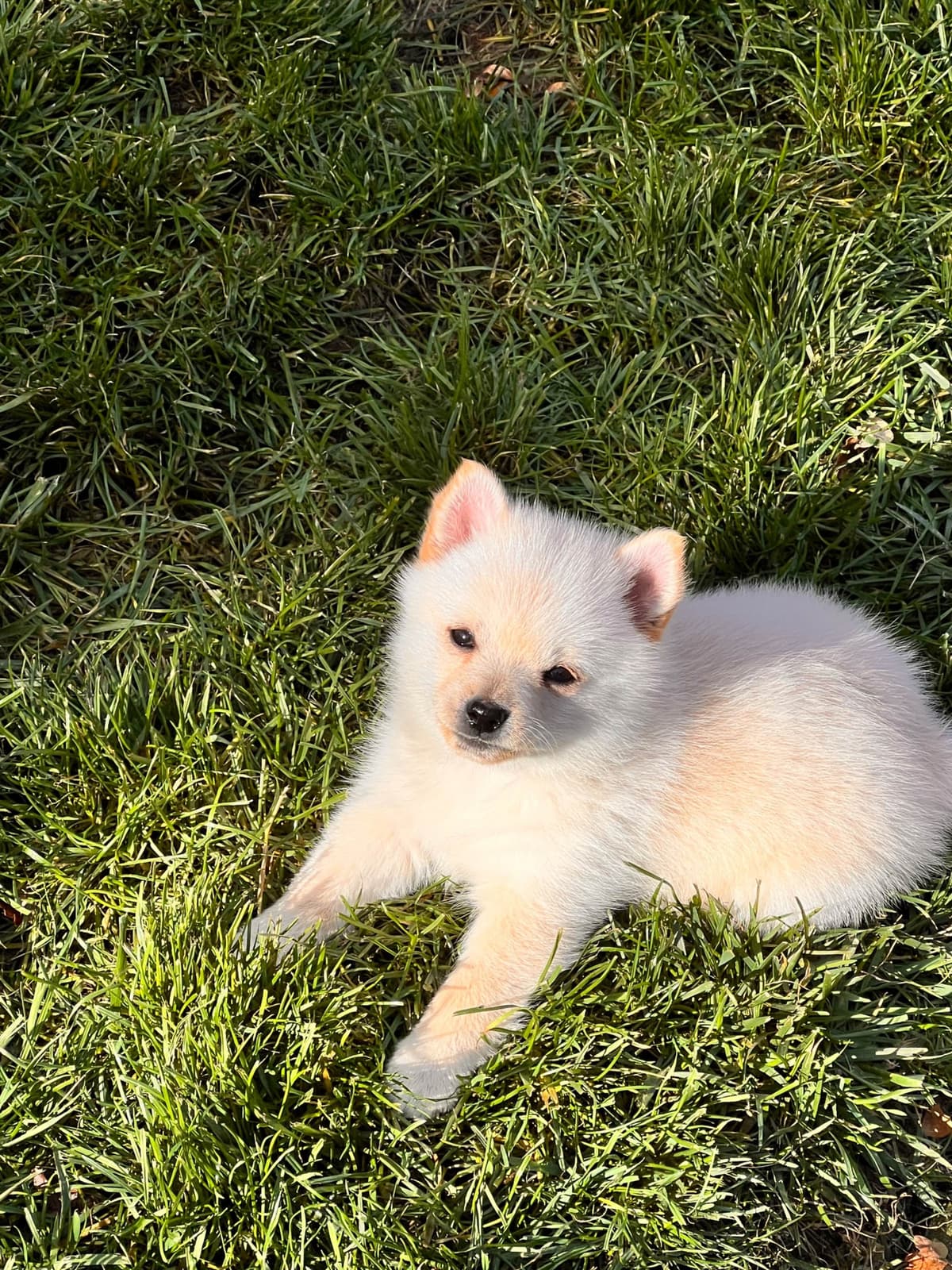 Schipperke Puppies breeder image 1