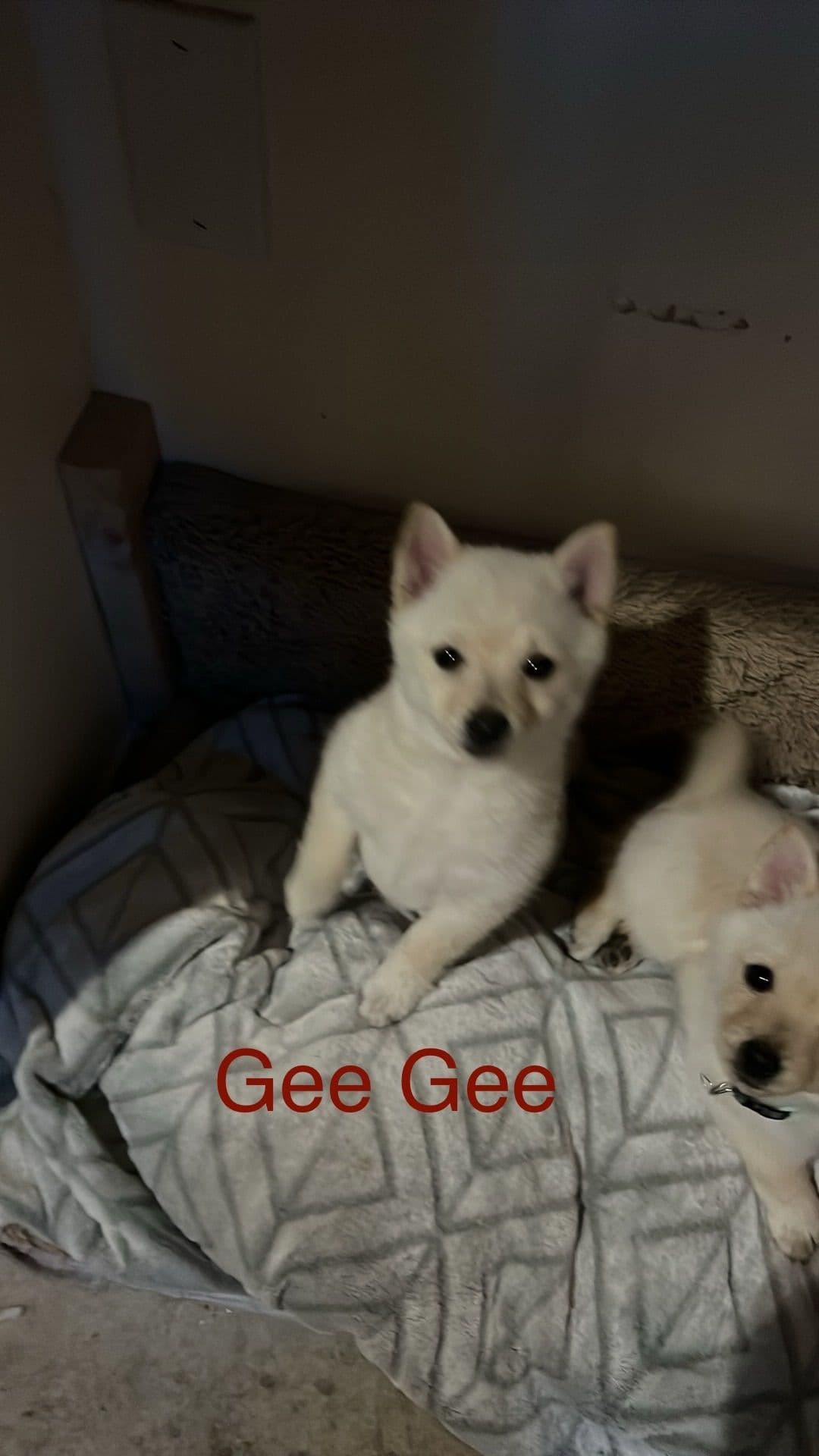 Schipperke Puppies breeder image 2