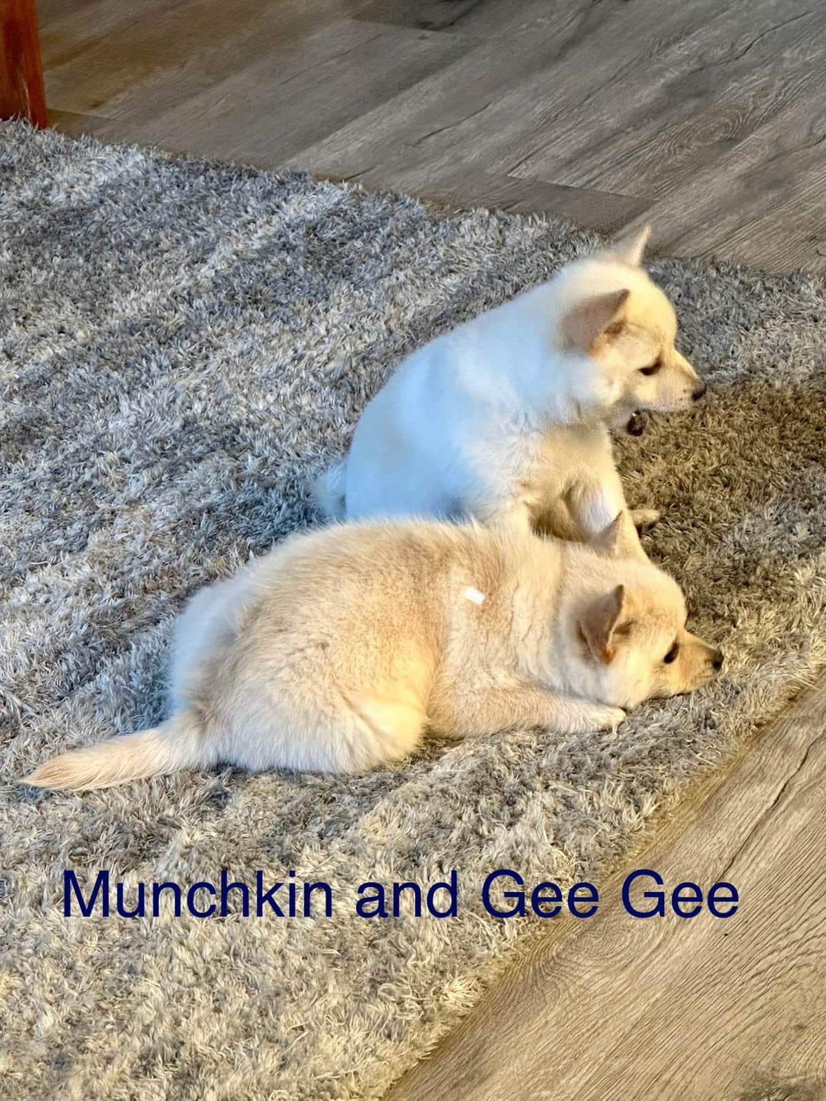 Schipperke Puppies breeder image 3