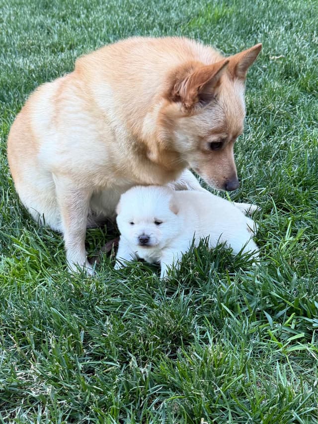 Schipperke Puppies media 2