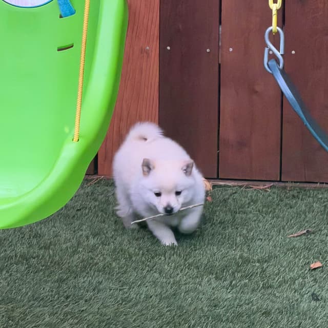 Schipperke Puppies media 3