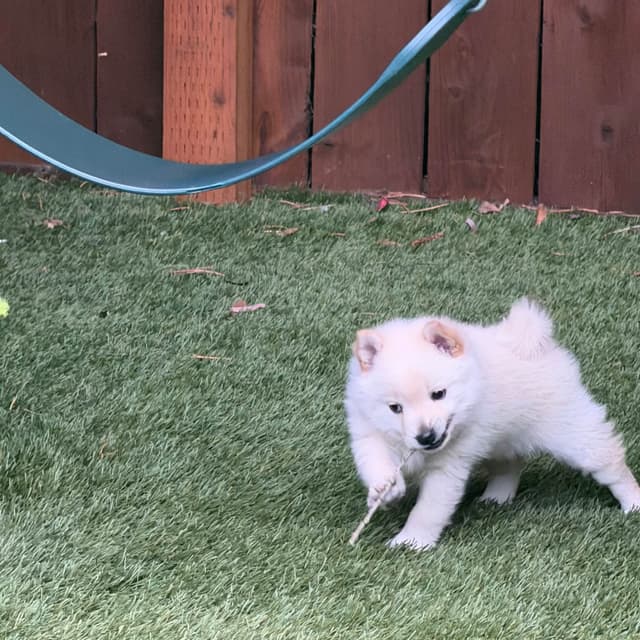 Schipperke Puppies media 4