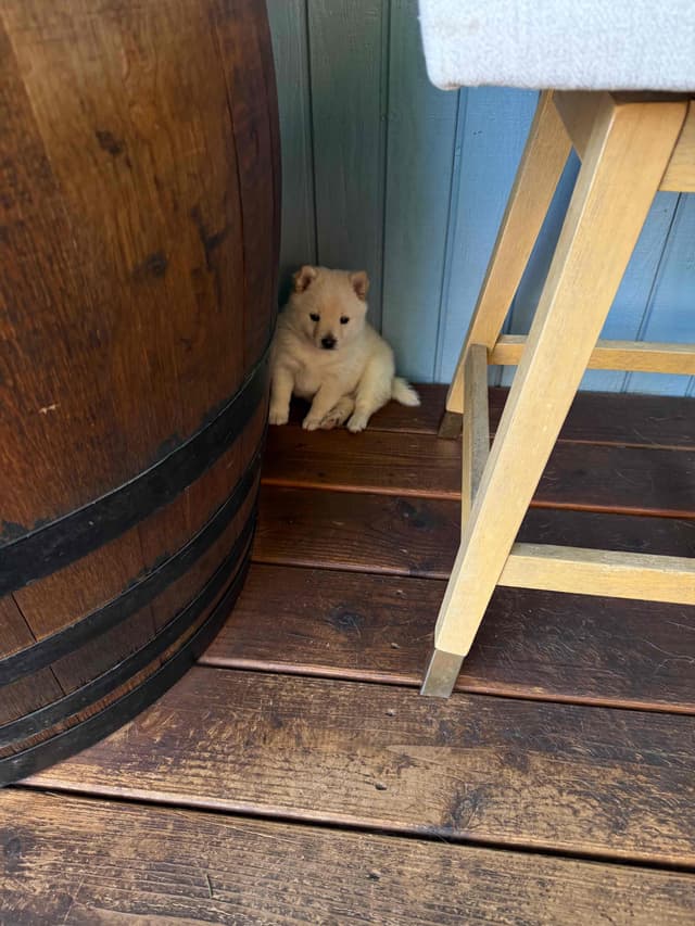 Schipperke Puppies media 5