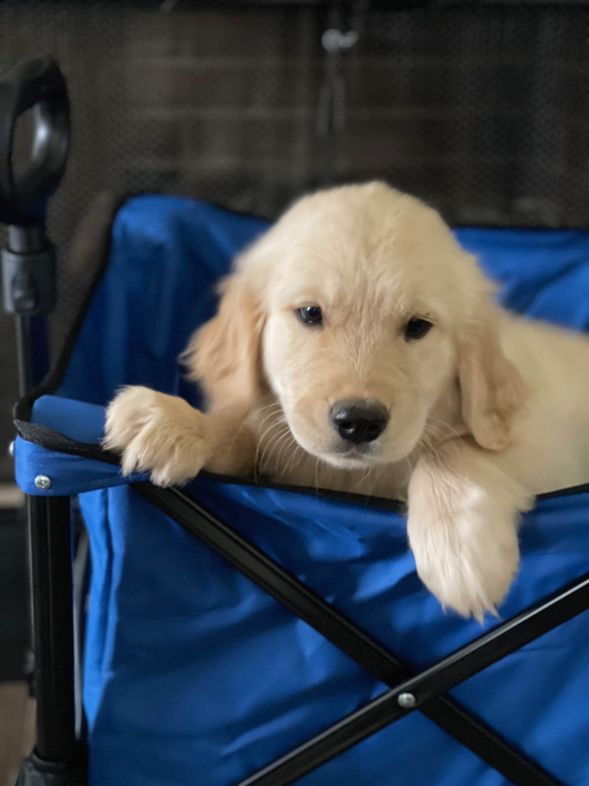 Cocker Spaniel Puppies breeder image 2