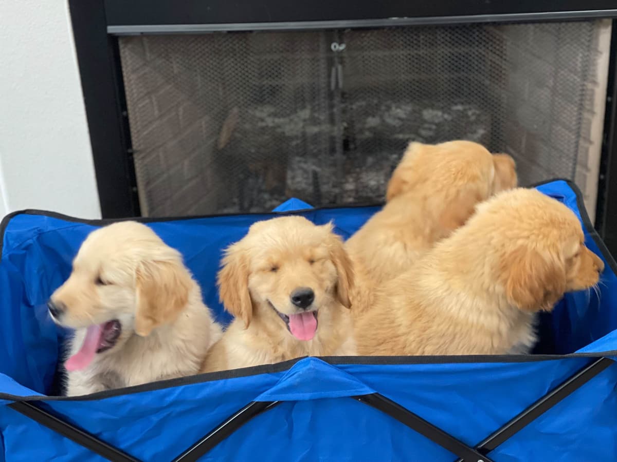 Cocker Spaniel Puppies breeder image 1