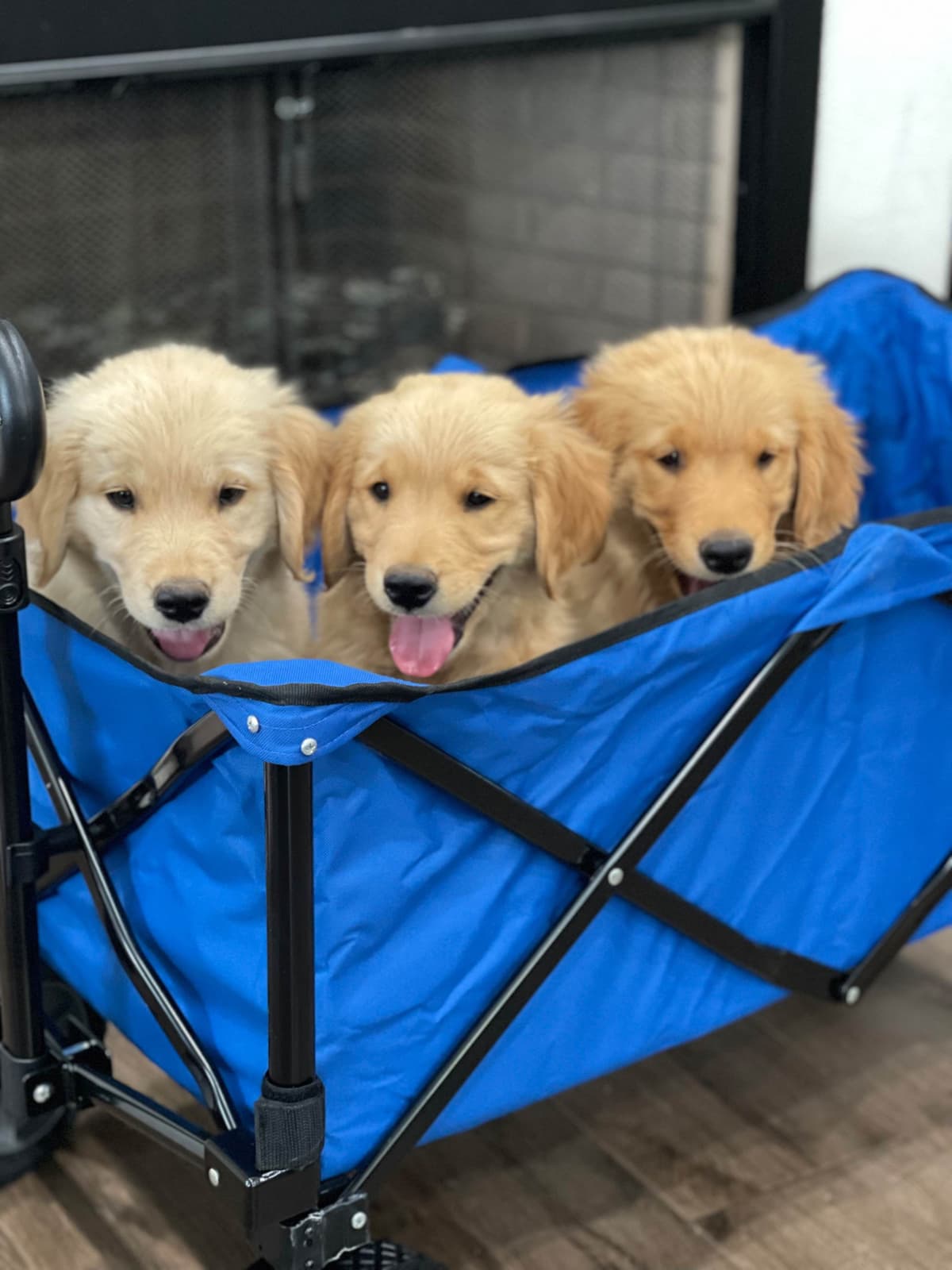 Cocker Spaniel Puppies breeder image 3