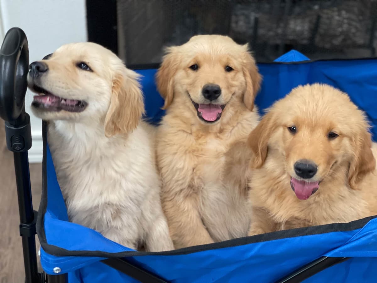 Cocker Spaniel Puppies breeder image 4
