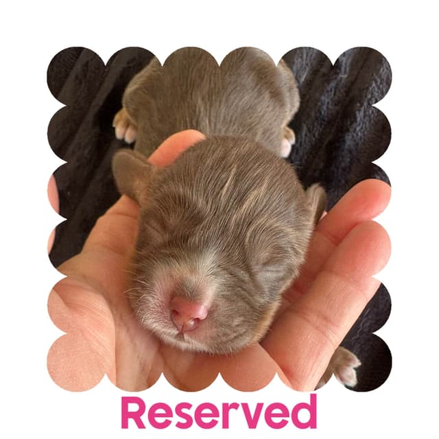Cocker Spaniel Puppies media 2