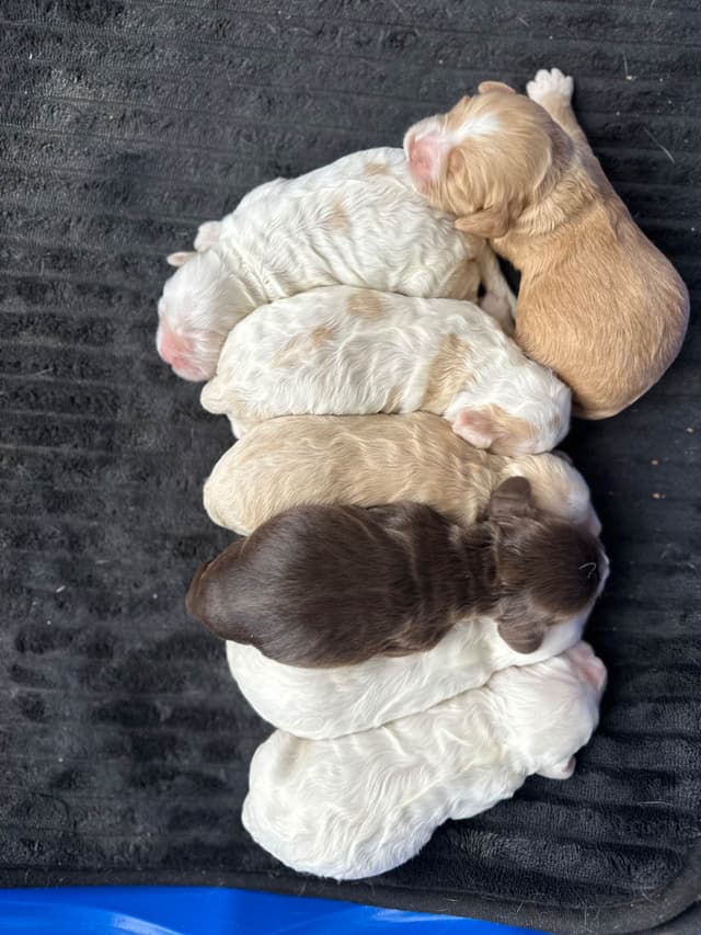 Cocker Spaniel Puppies media 3