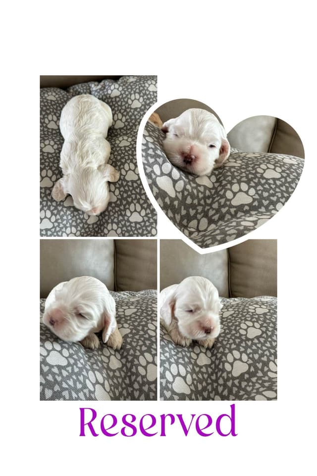 Cocker Spaniel Puppies media 4