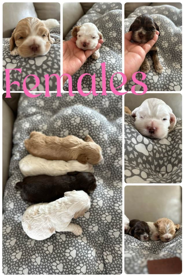Cocker Spaniel Puppies media 5