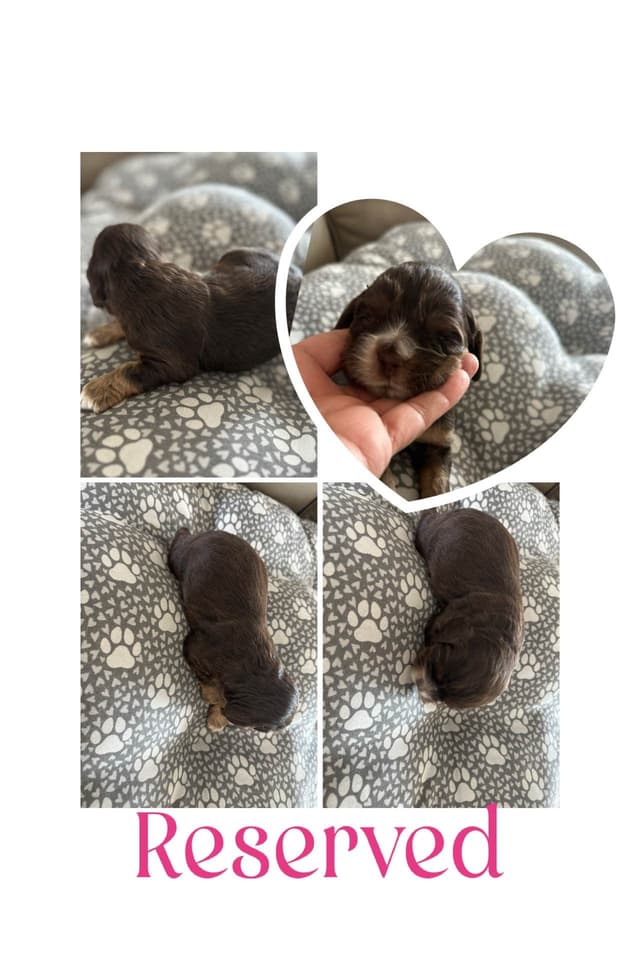Cocker Spaniel Puppies media 6