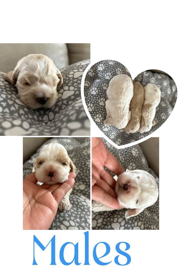 Cocker Spaniel Puppies media 7