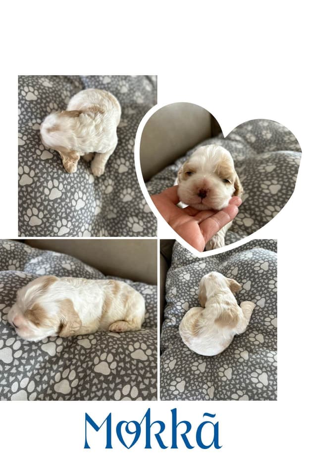 Cocker Spaniel Puppies media 8