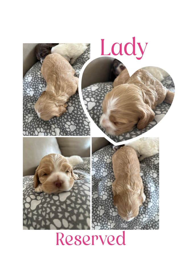 Cocker Spaniel Puppies media 9