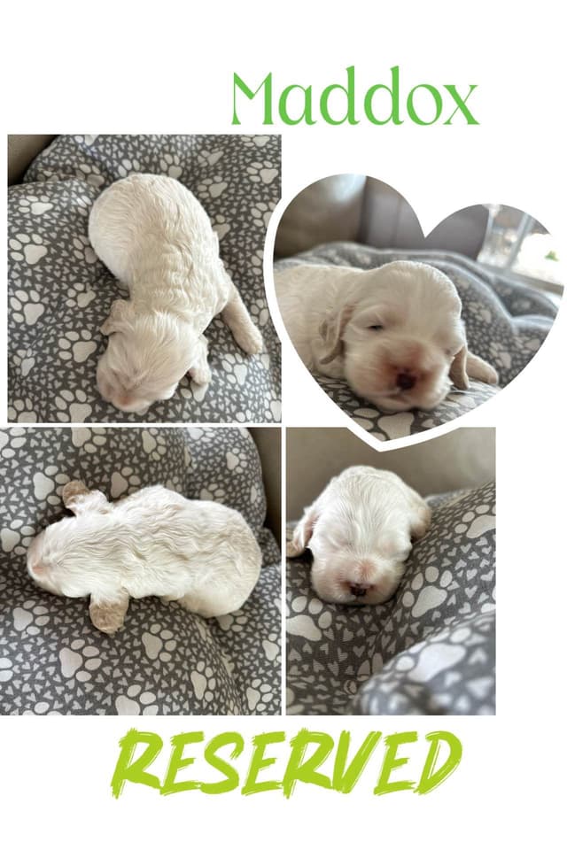 Cocker Spaniel Puppies media 10
