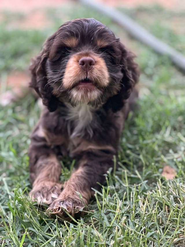 Cocker Spaniel Puppies media 12