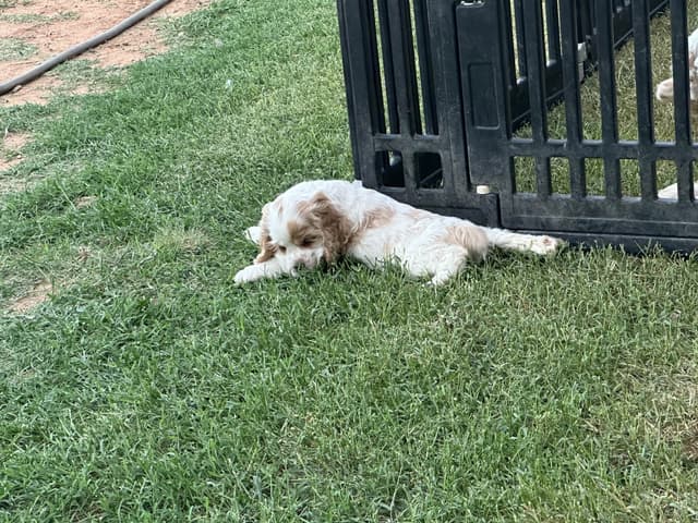 Cocker Spaniel Puppies media 13