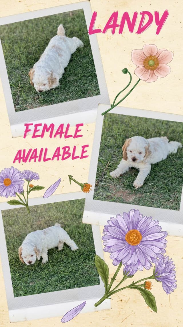 Cocker Spaniel Puppies media 14