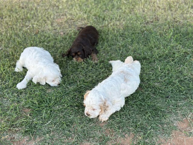 Cocker Spaniel Puppies media 18