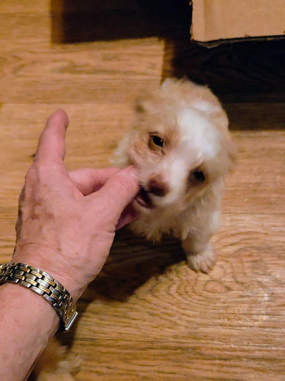 Yorkshire Terrier Puppies breeder image 1