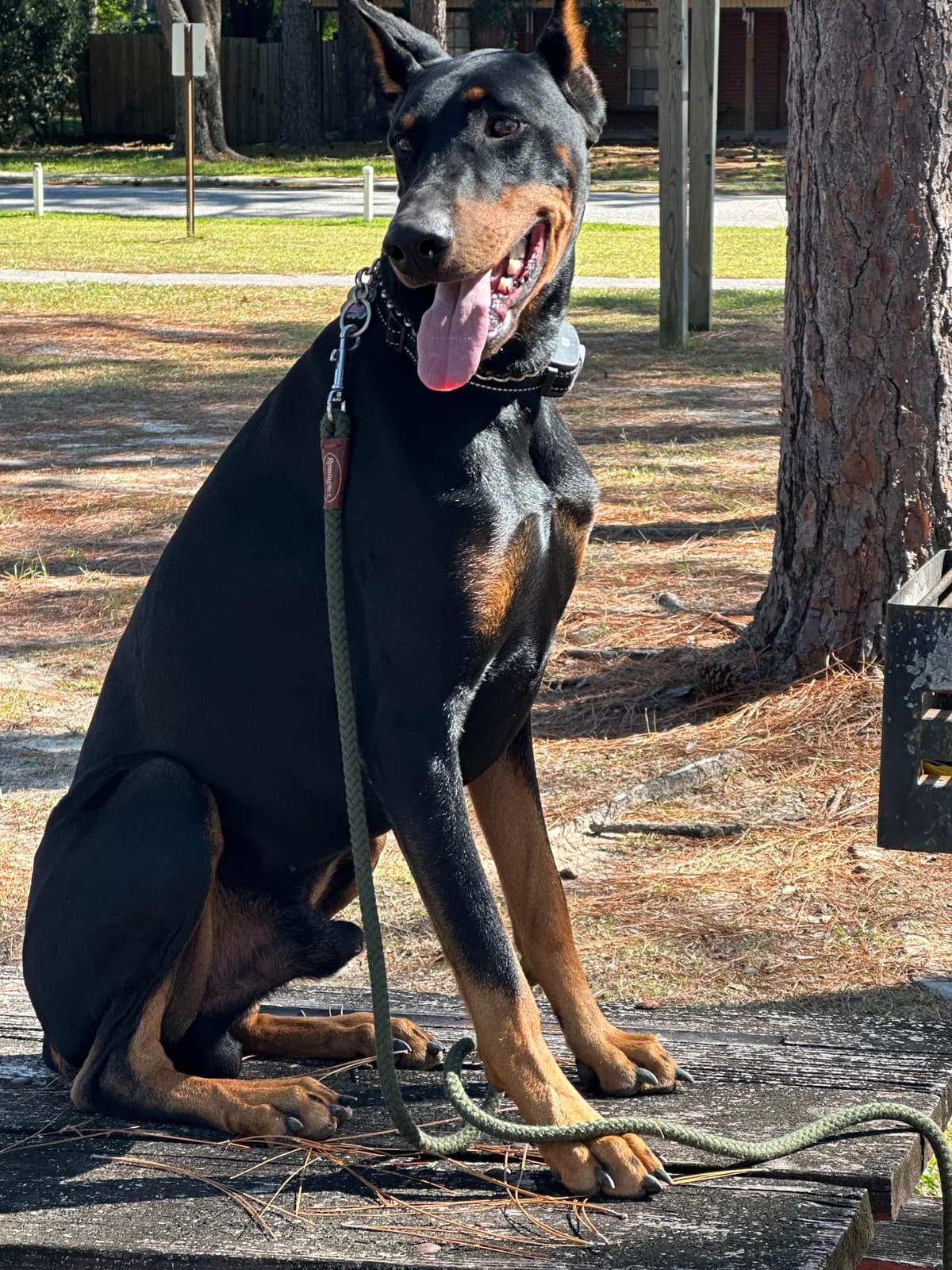 Doberman Pinscher Puppies breeder image 1