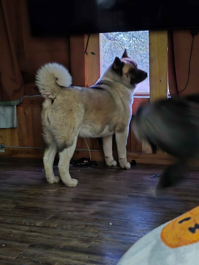 Akita Puppies media 2
