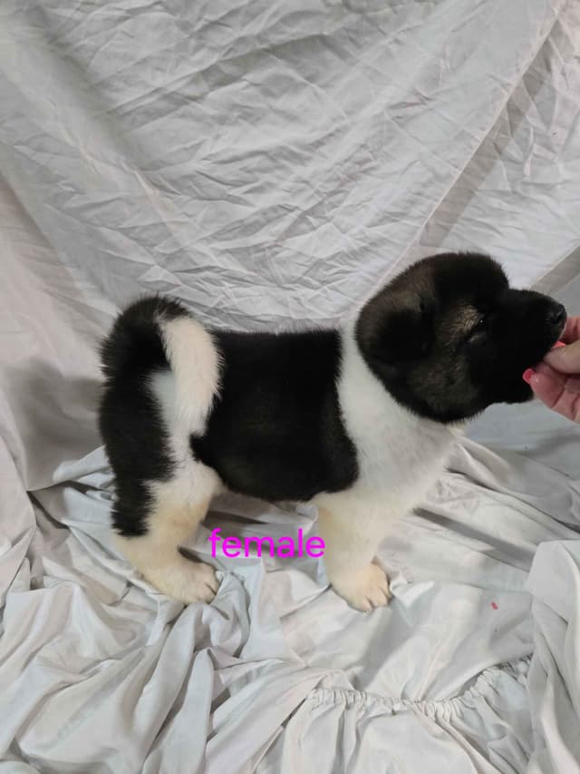 Akita Puppies media 3