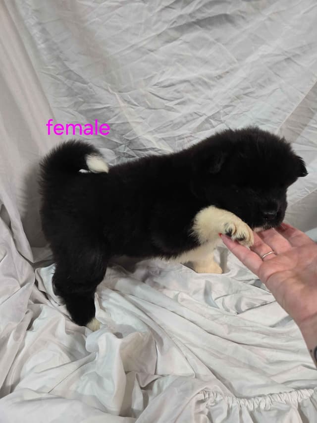 Akita Puppies media 4
