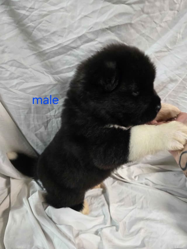 Akita Puppies media 5