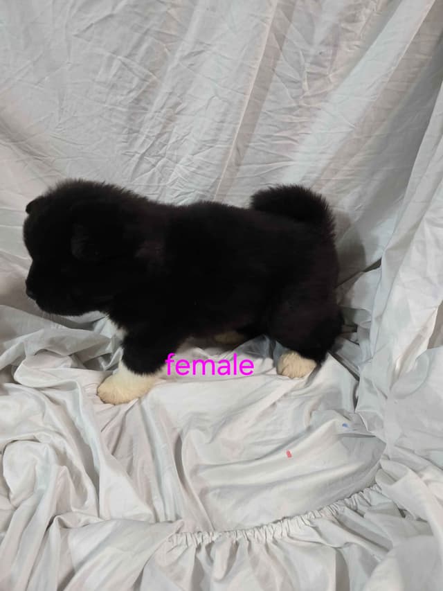 Akita Puppies media 6