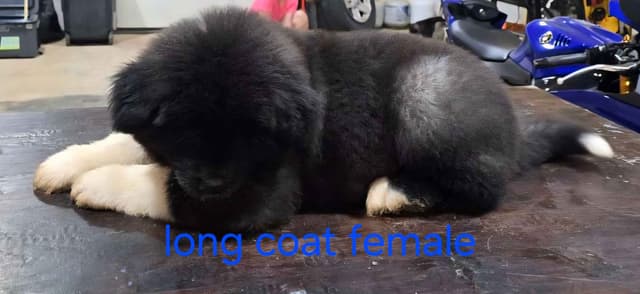 Akita Puppies media 8