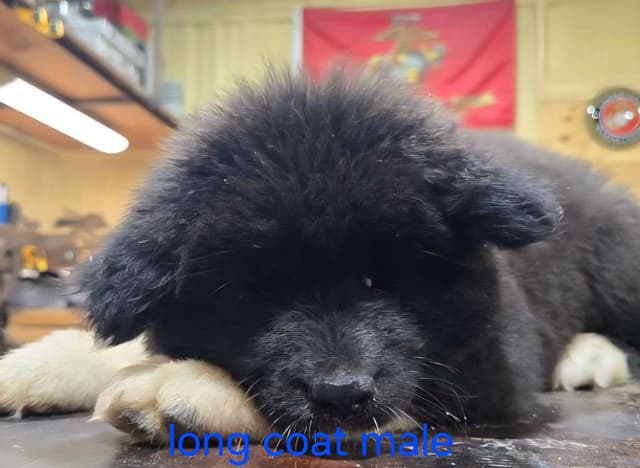 Akita Puppies media 9