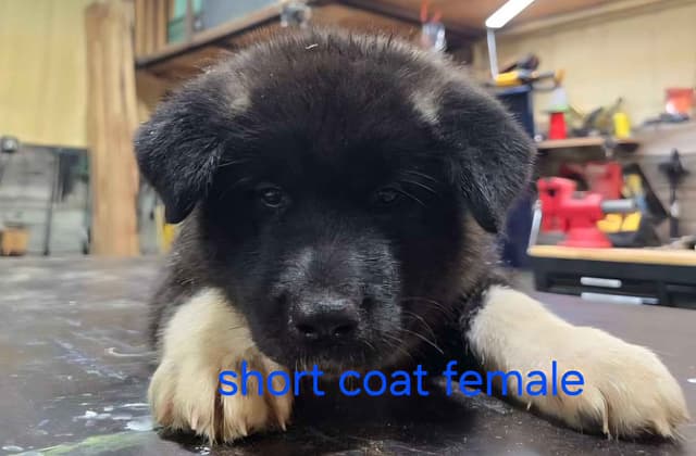 Akita Puppies media 10